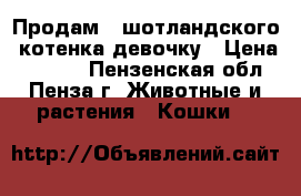 Продам   шотландского  котенка девочку › Цена ­ 3 500 - Пензенская обл., Пенза г. Животные и растения » Кошки   